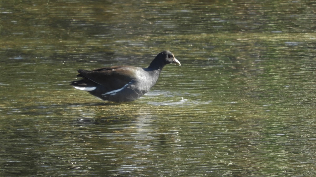 Common Gallinule - ML187084901