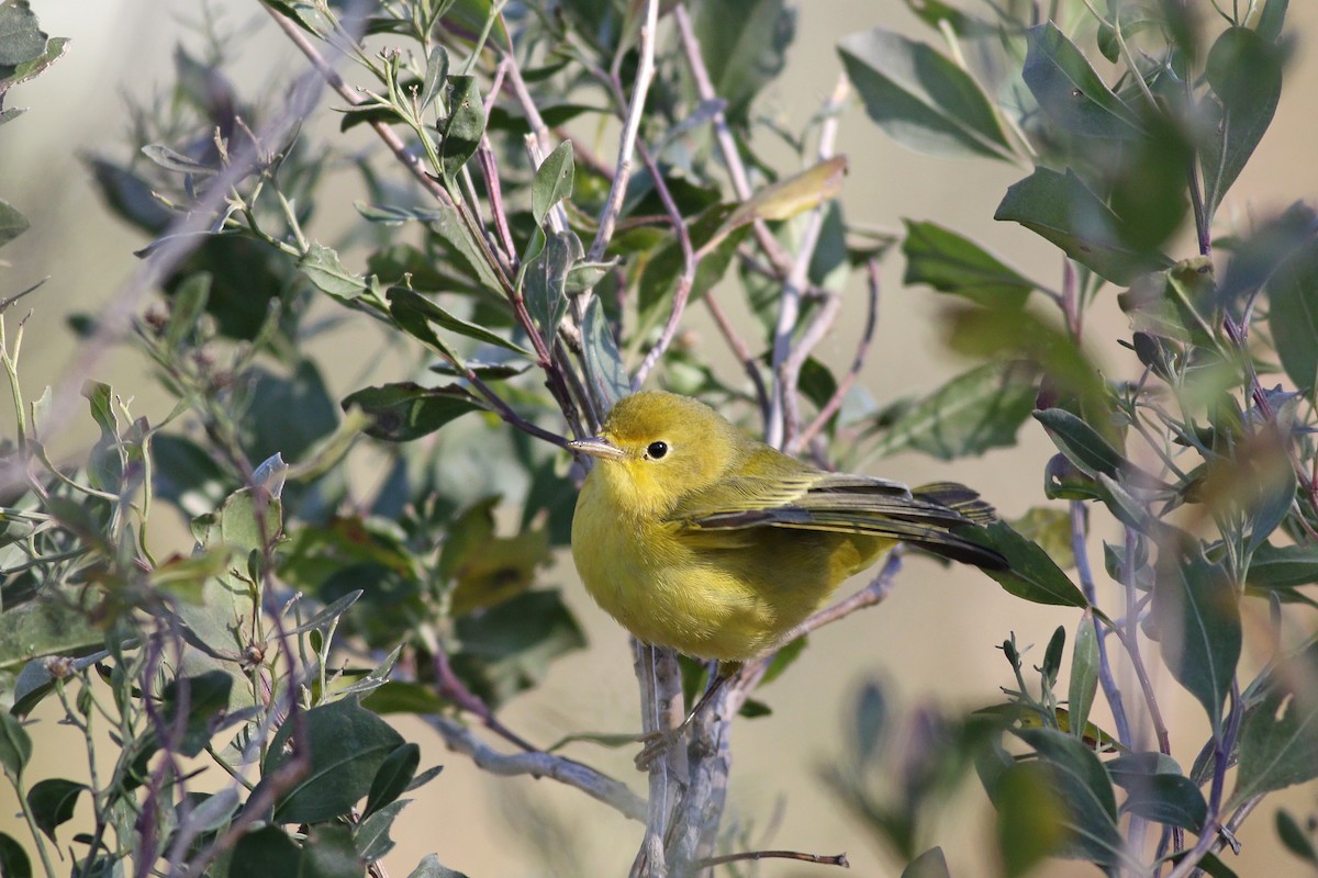 Yellow Warbler - Nick Bonomo