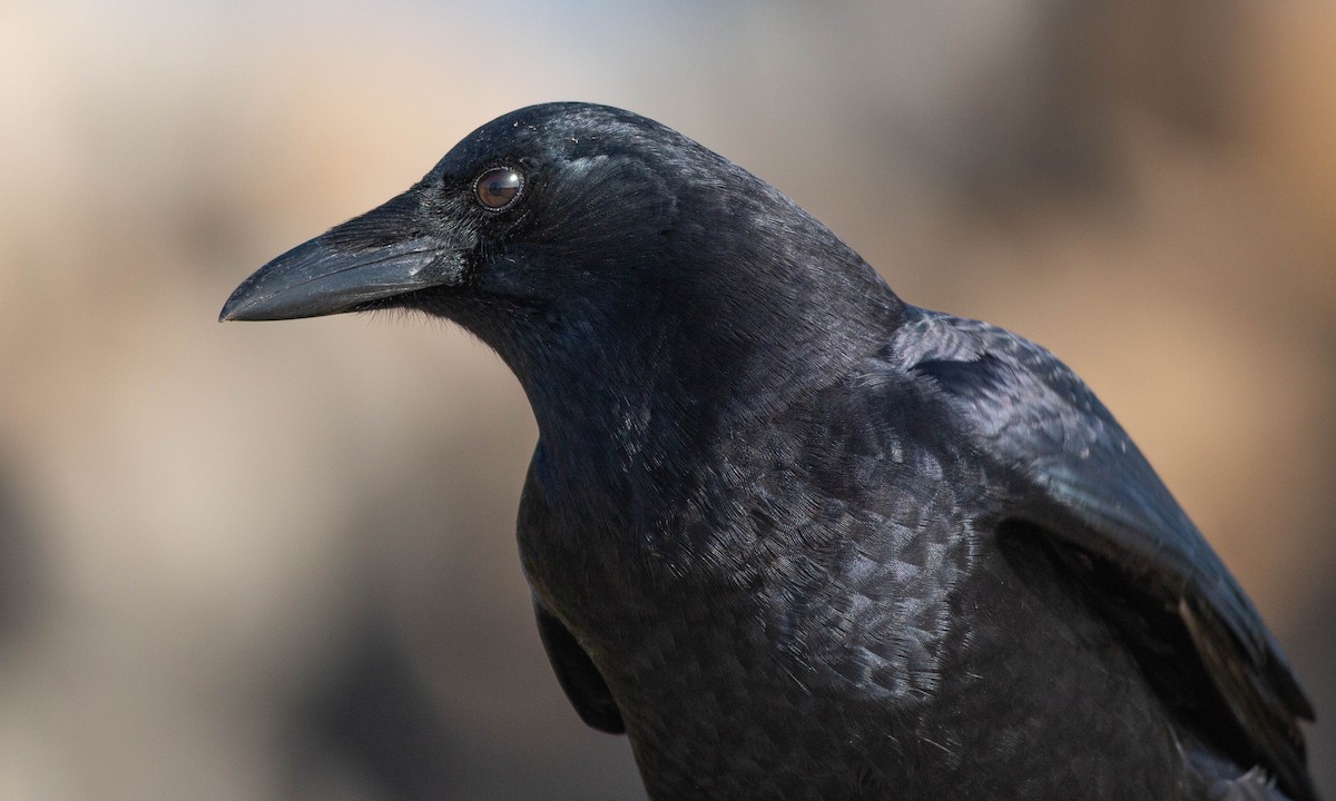 American Crow - ML187085481