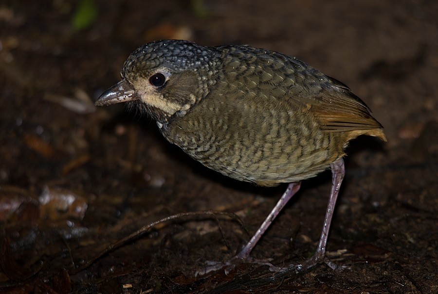 Variegated Antpitta - ML187085781