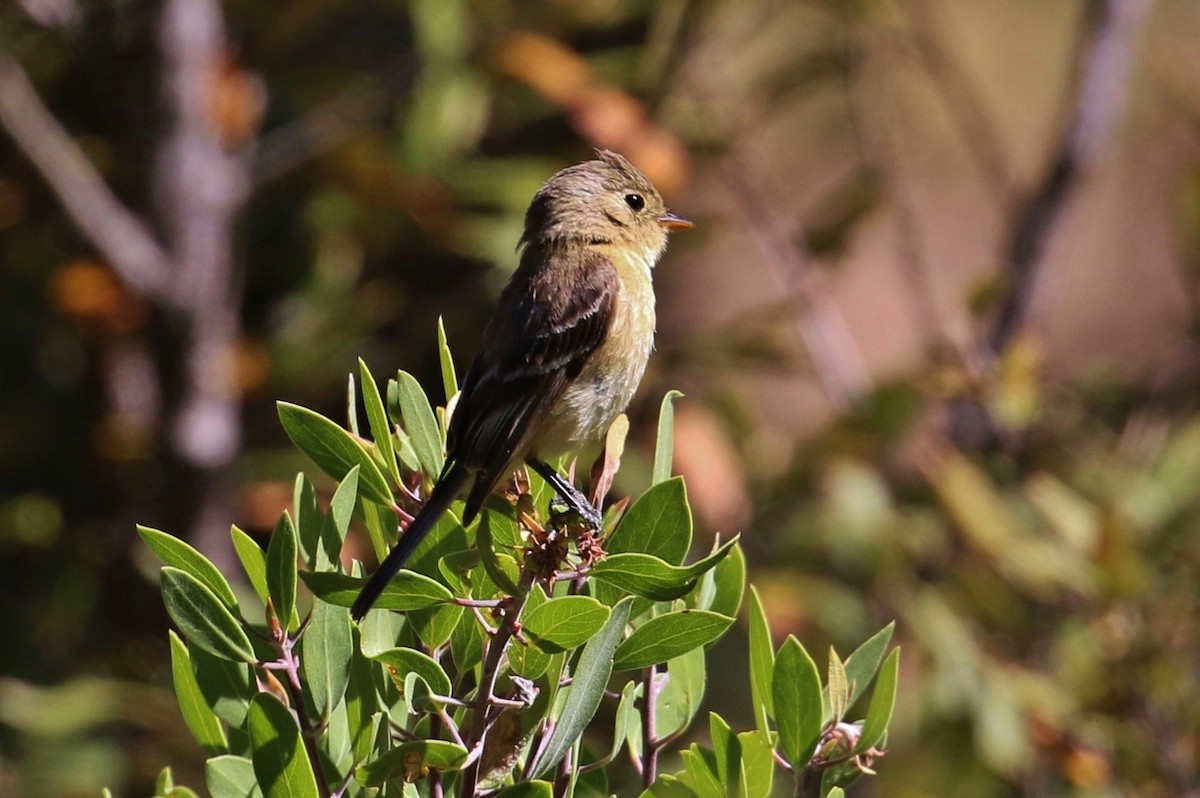 Buff-breasted Flycatcher - ML187086151