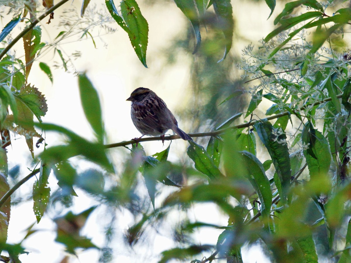 White-throated Sparrow - ML187090261