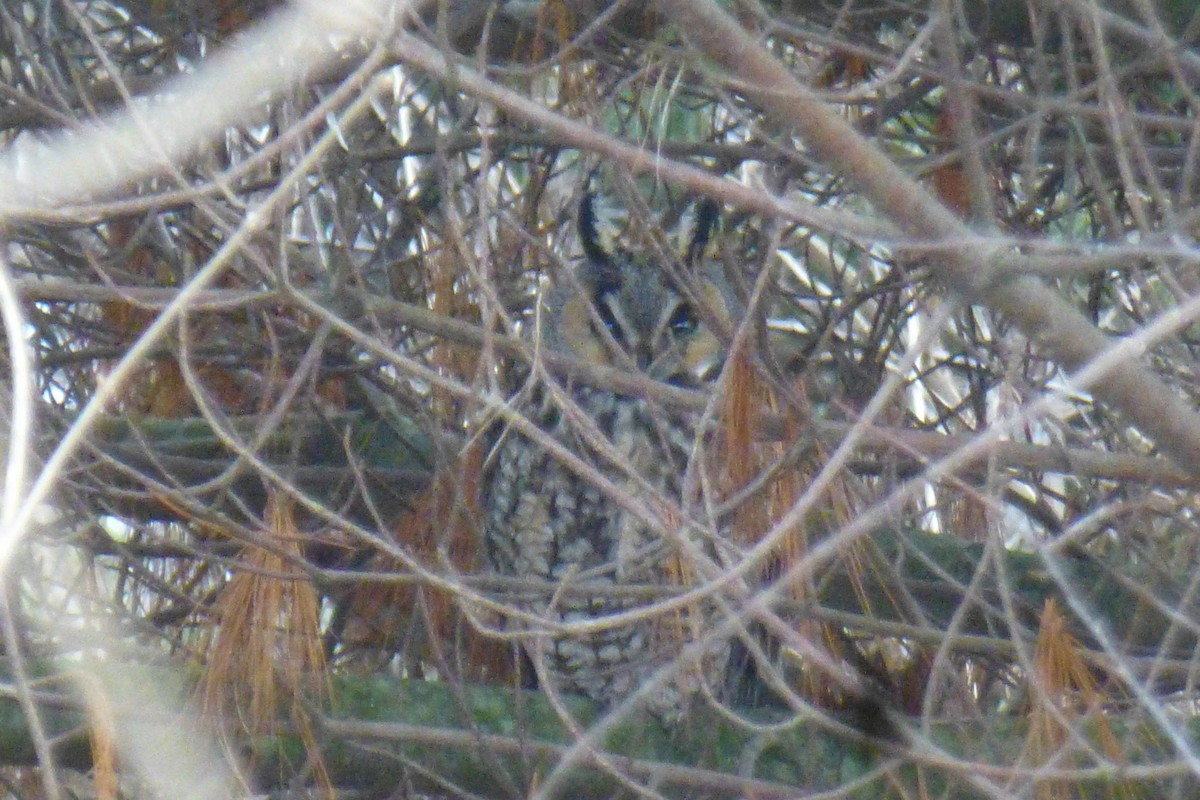 Long-eared Owl - Nicholas Sly