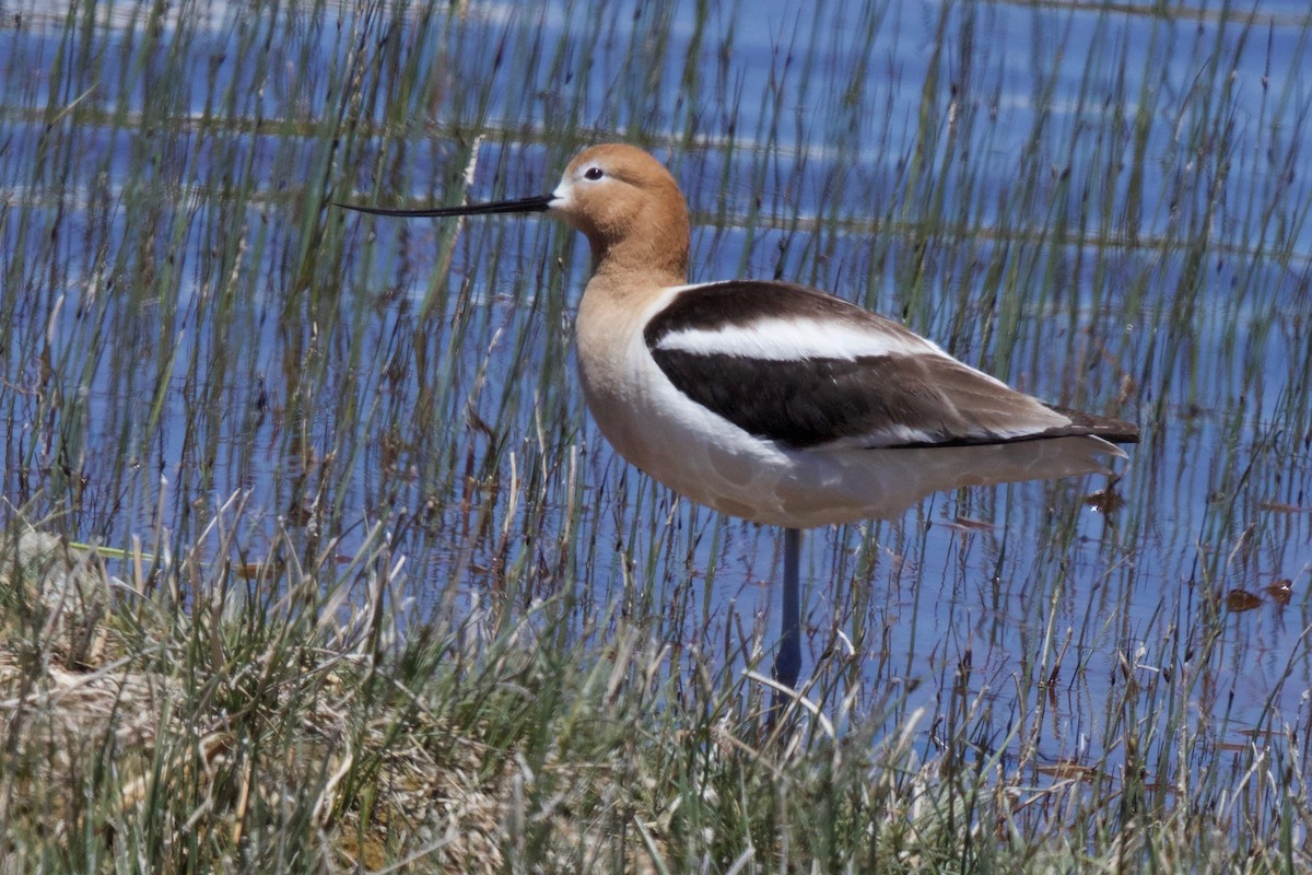 American Avocet - ML187091501