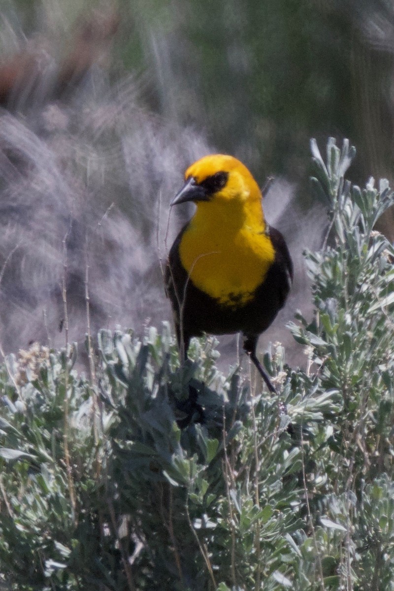 Yellow-headed Blackbird - ML187091571