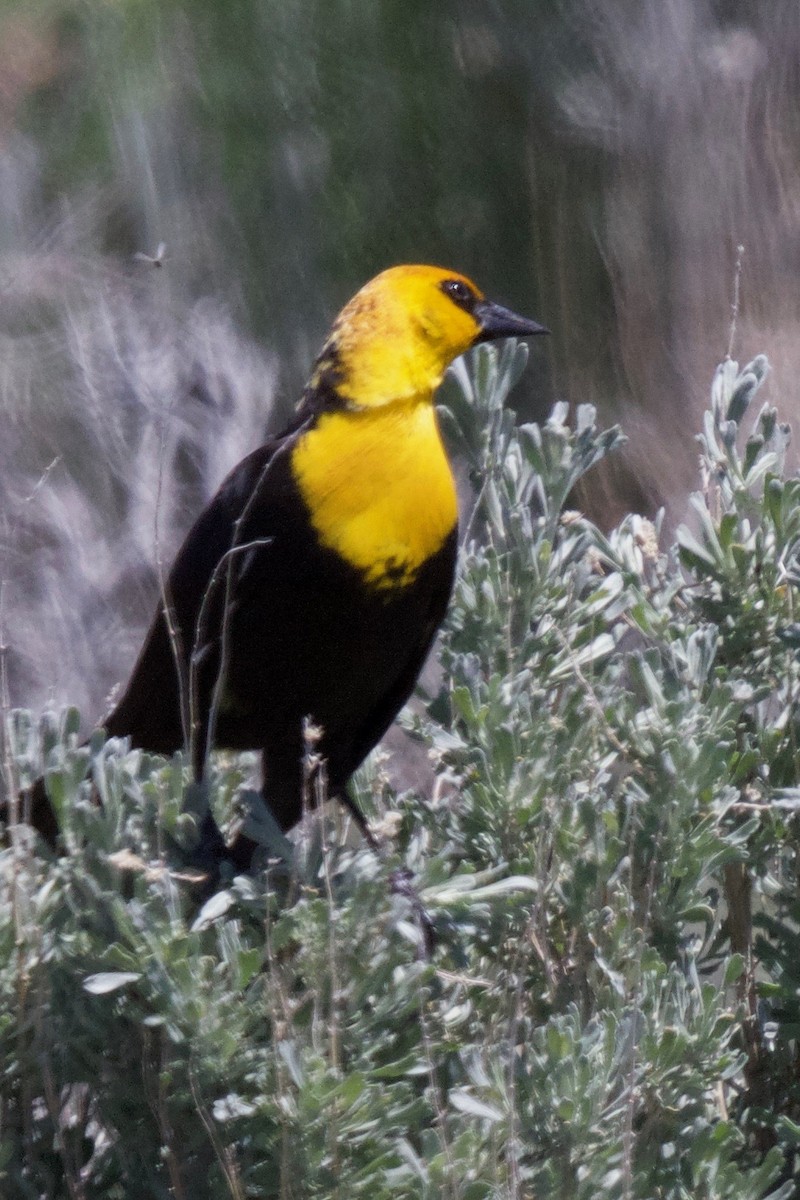 Yellow-headed Blackbird - ML187091611