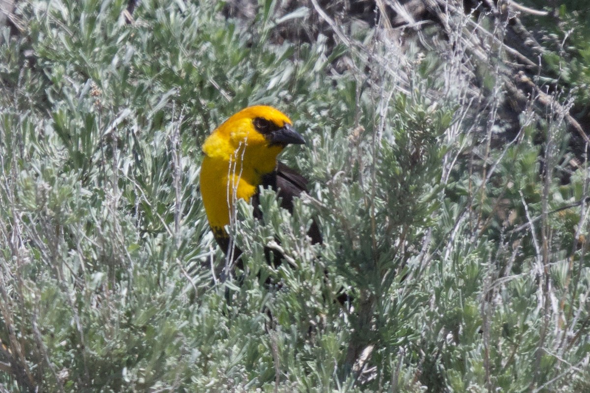 Yellow-headed Blackbird - ML187091641