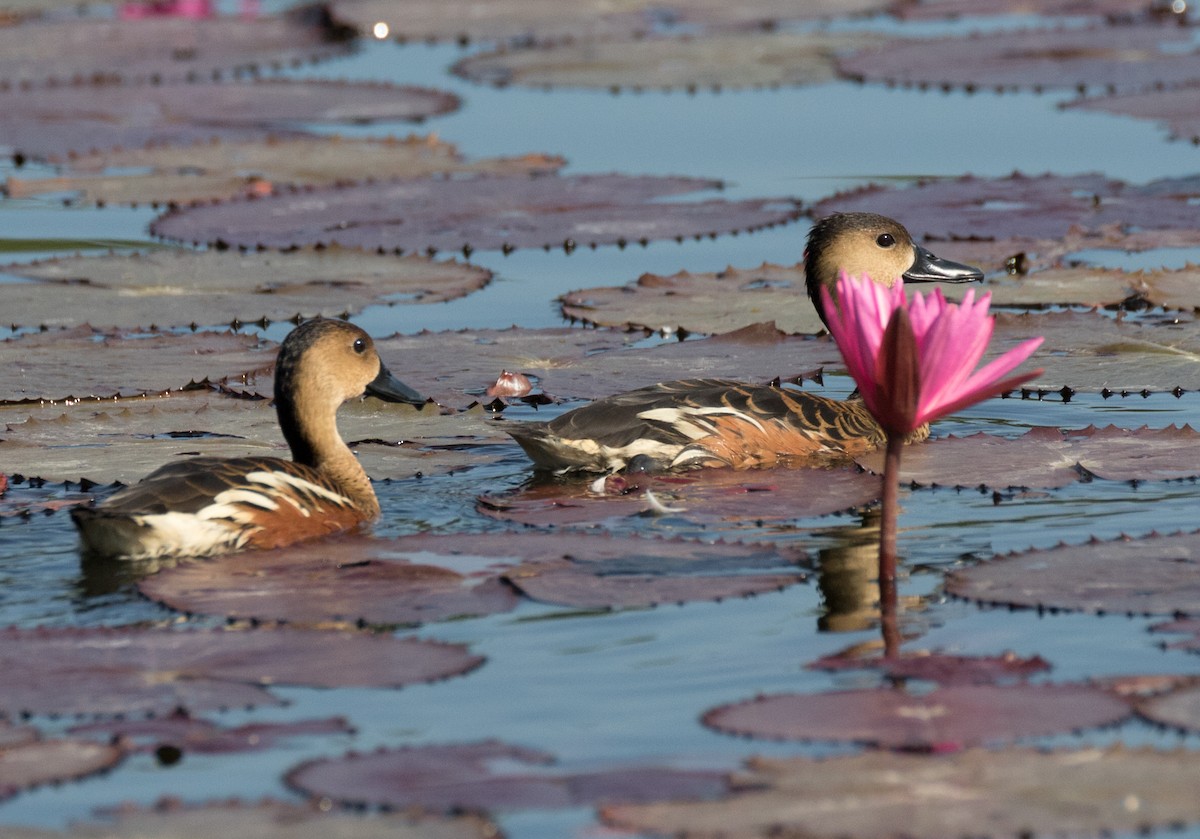 Wandering Whistling-Duck - ML187093371