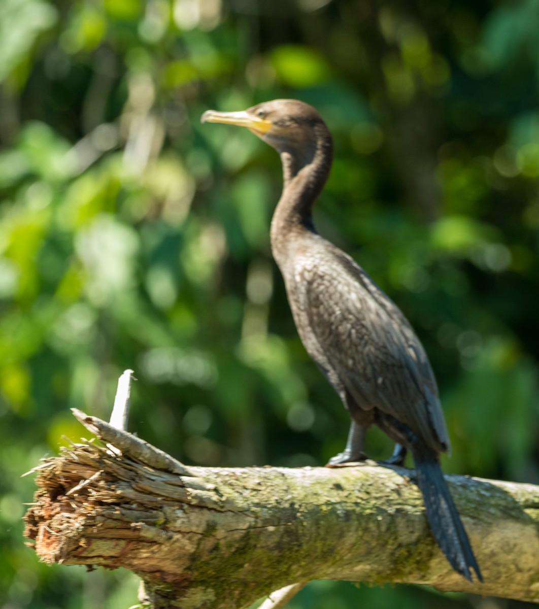 Neotropic Cormorant - ML187094331