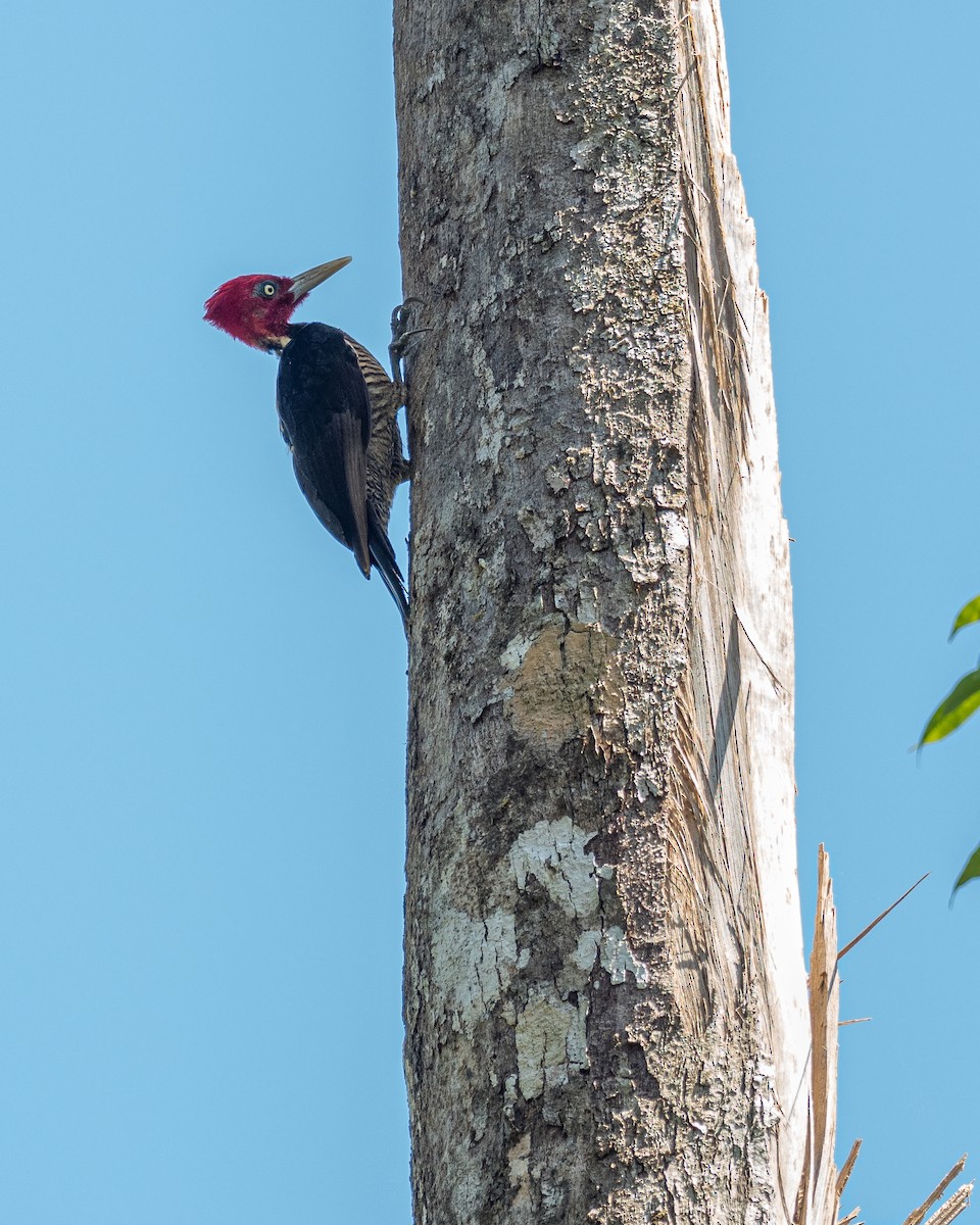 Pale-billed Woodpecker - ML187094341
