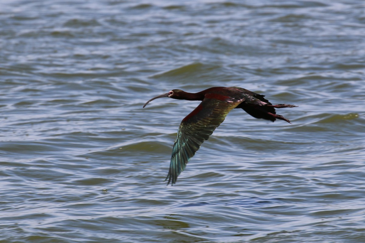 White-faced Ibis - Suzanne O'Rourke