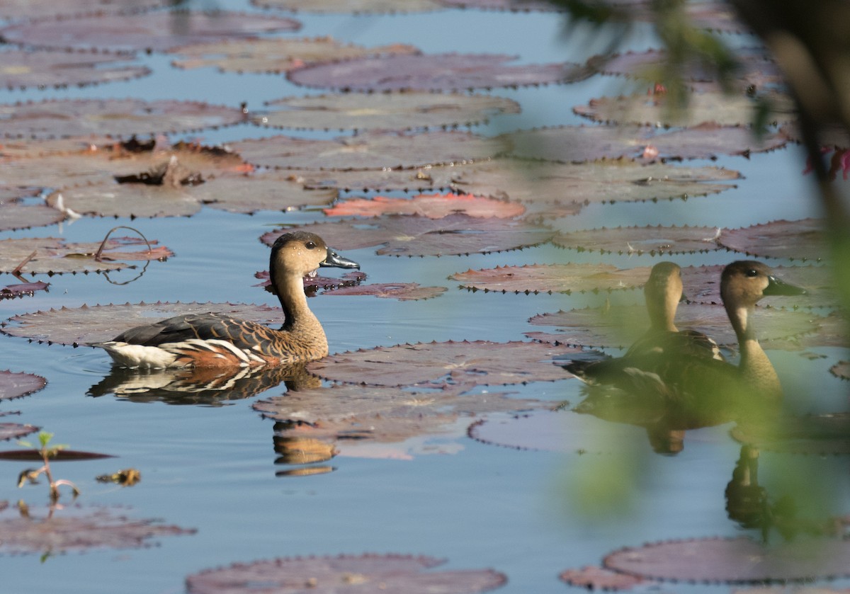 Wandering Whistling-Duck - ML187095731