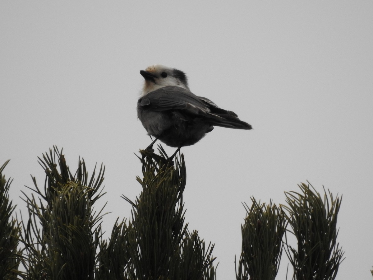 Canada Jay - ML187096091