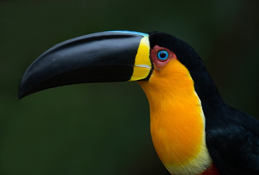 Channel-billed Toucan - ML187097211