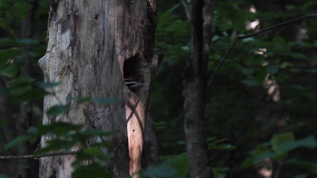 Pileated Woodpecker - ML187098321