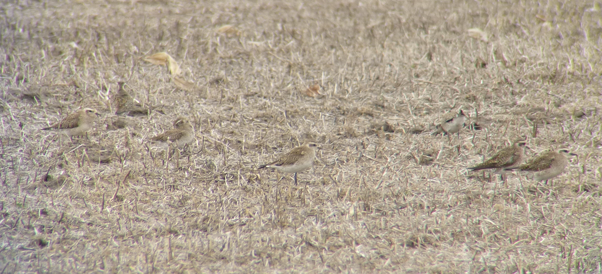 American Golden-Plover - ML187099131