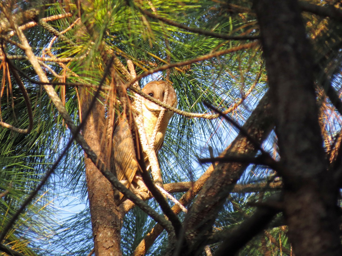 Barn Owl - ML187099491