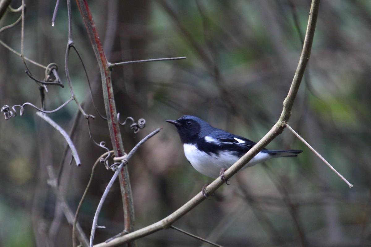 Black-throated Blue Warbler - ML187100001