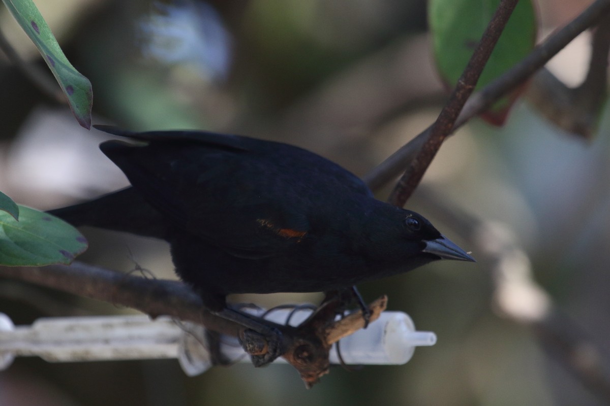 Tawny-shouldered Blackbird - ML187100411