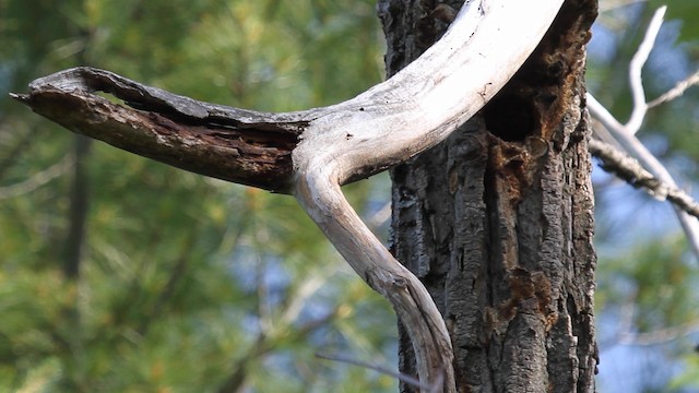 Red-bellied Woodpecker - ML187100861