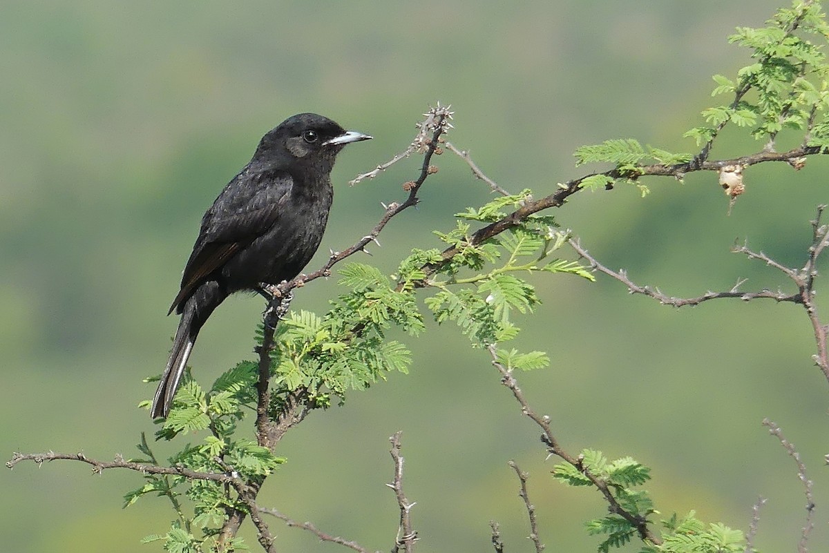 White-winged Black-Tyrant - Jorge  Quiroga