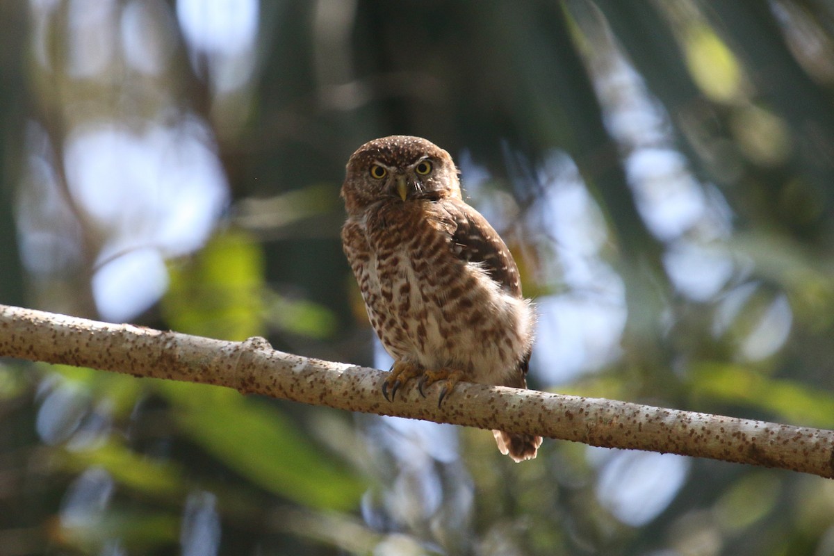 Cuban Pygmy-Owl - ML187102481