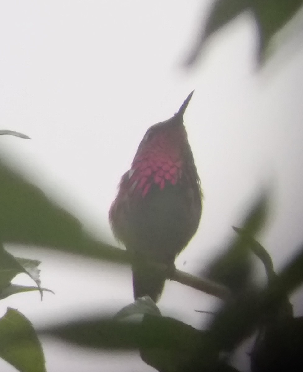 Colibrí de Elliot - ML187102821