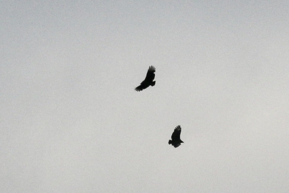 クロコンドル - ML187103561