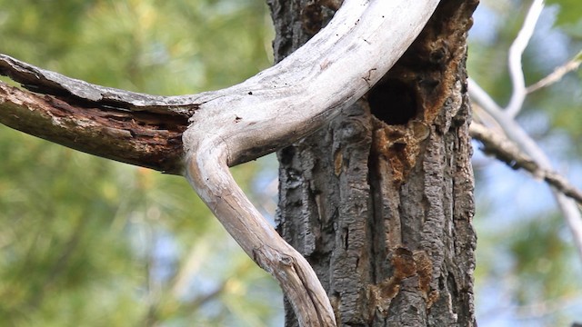 Red-bellied Woodpecker - ML187103661