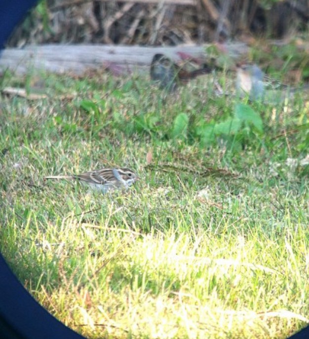 Clay-colored Sparrow - Oliver Patrick