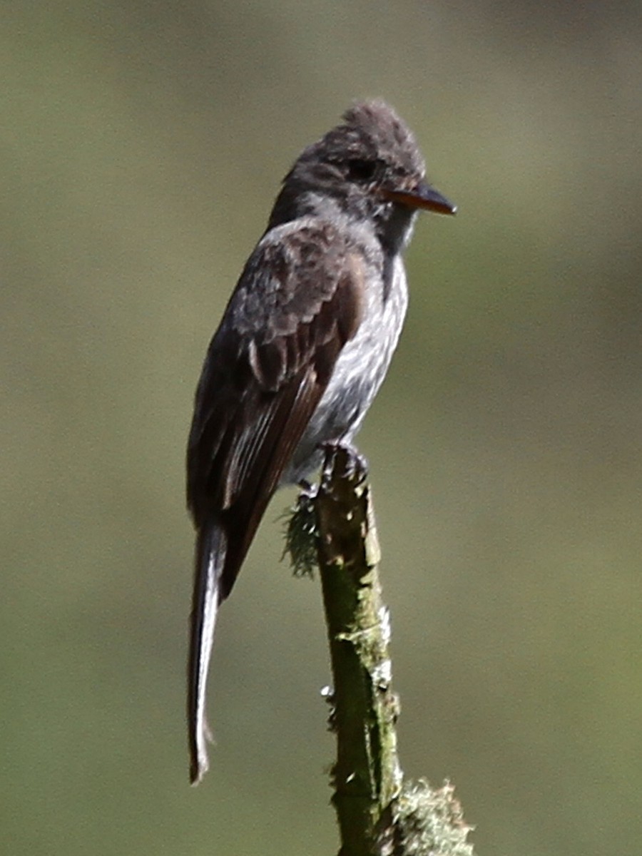 Olive-sided Flycatcher - ML187108421