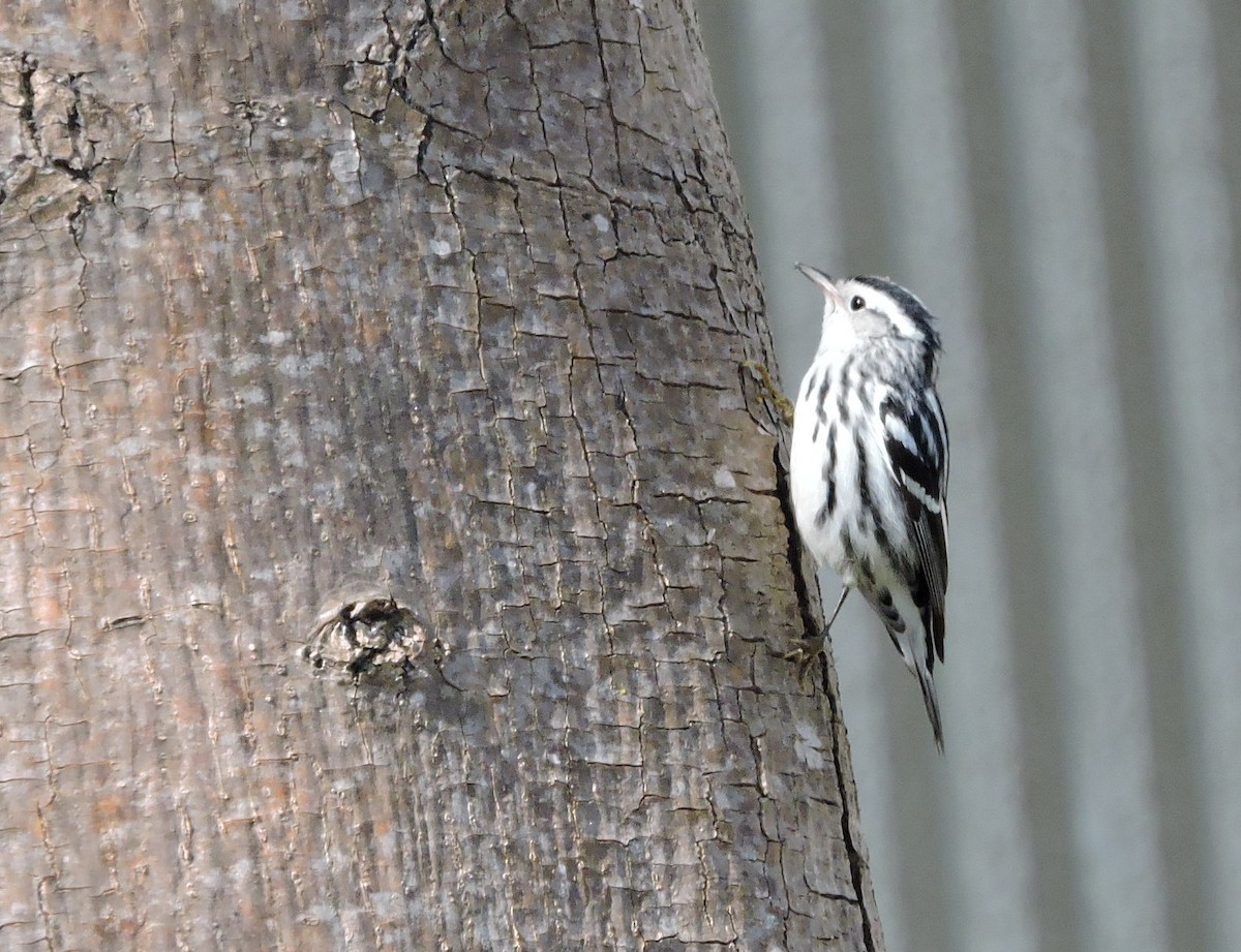 Black-and-white Warbler - ML187109351