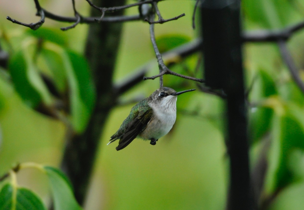 Ruby-throated Hummingbird - Oliver Patrick