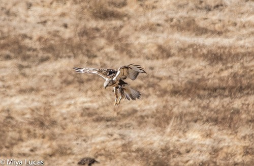 Rough-legged Hawk - ML187110431