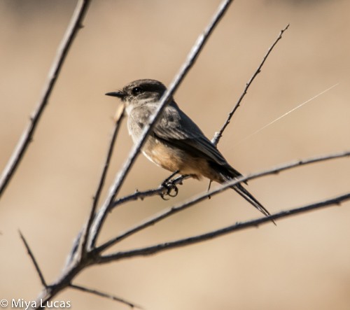 Say's Phoebe - Miya Lucas