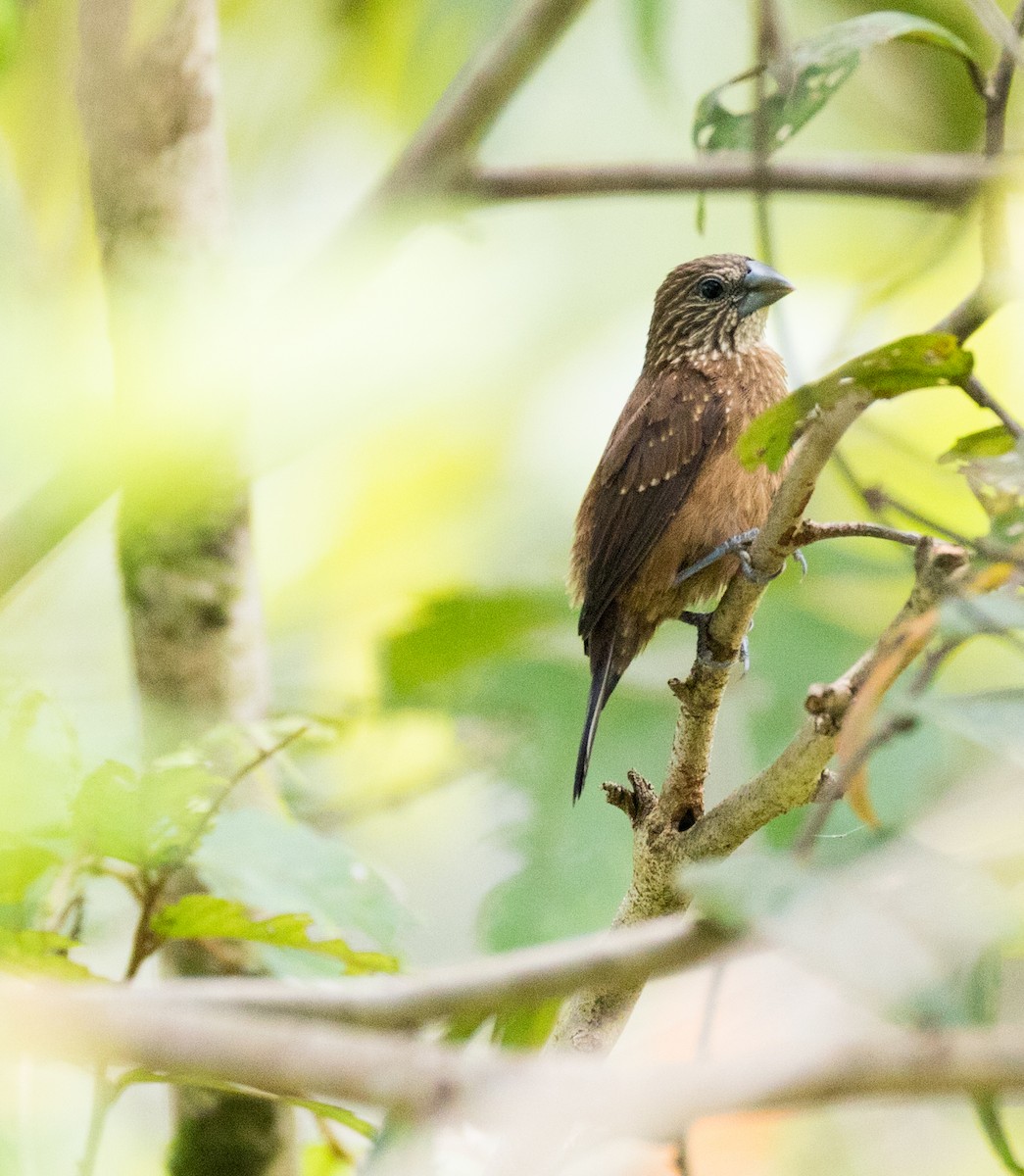 White-spotted Munia - ML187110681