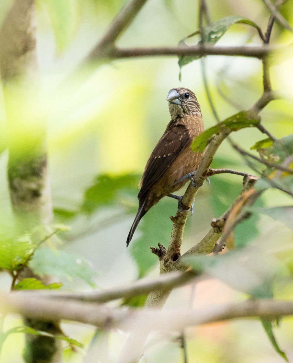 White-spotted Munia - ML187110861