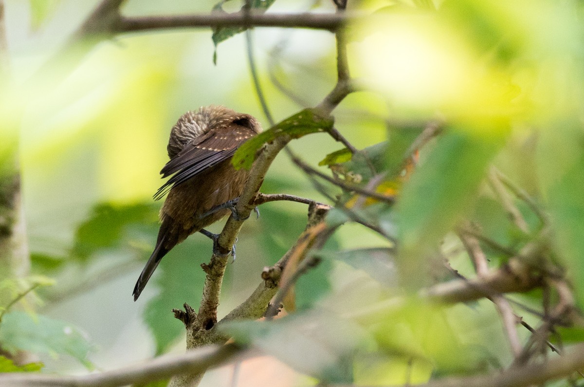 White-spotted Munia - ML187110871