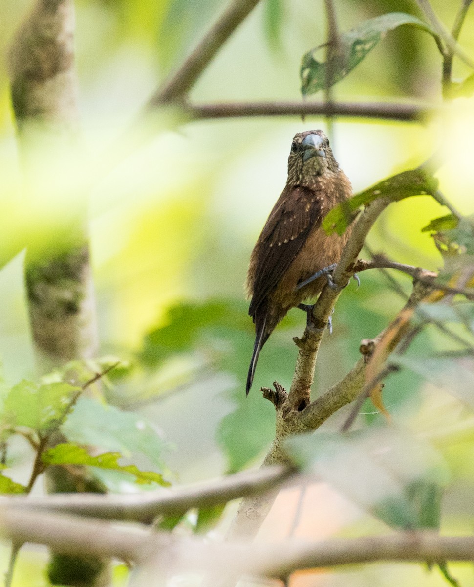 White-spotted Munia - ML187110901