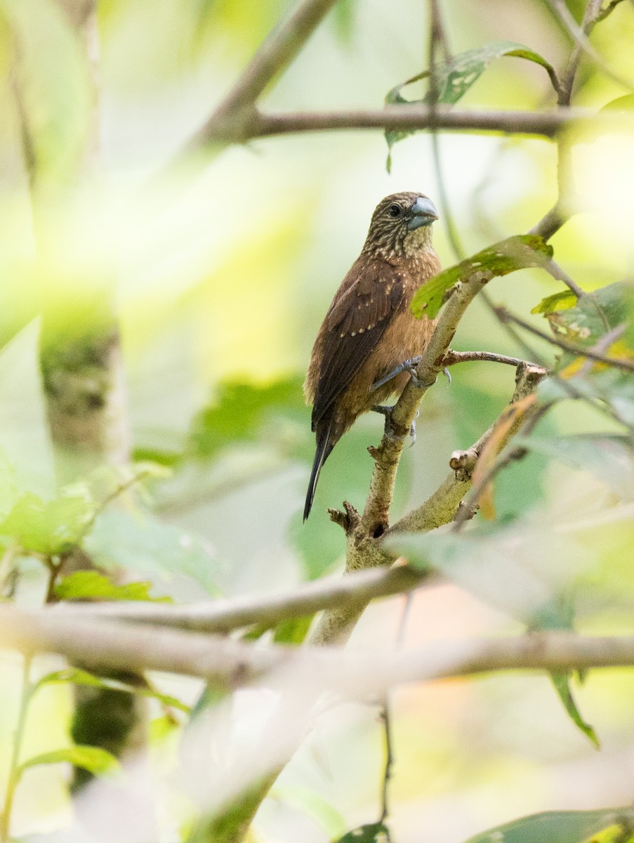 White-spotted Munia - ML187110921