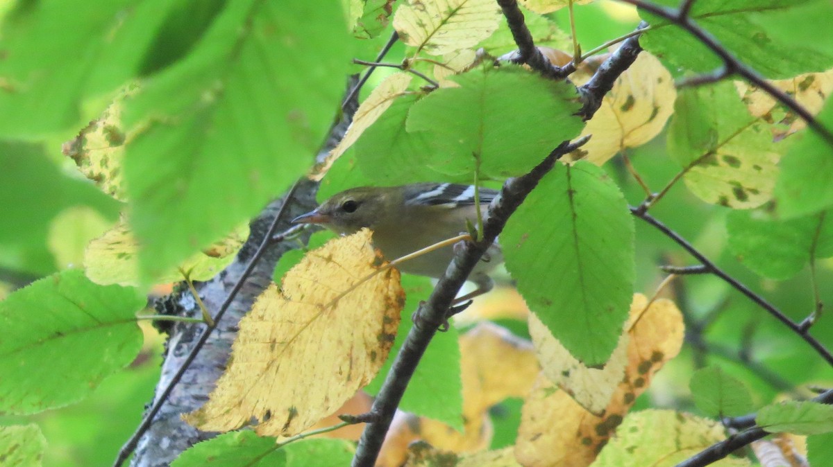 Bay-breasted Warbler - ML187112211