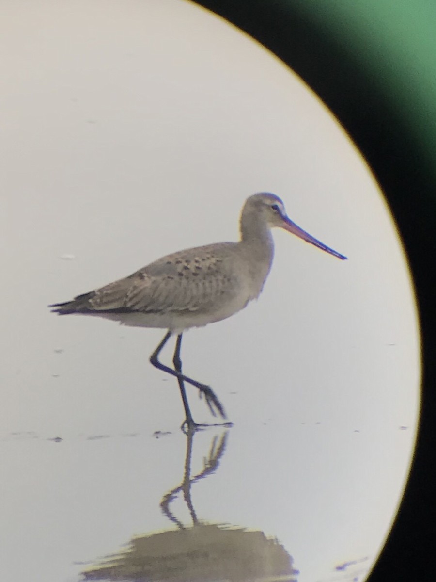 Hudsonian Godwit - ML187112611