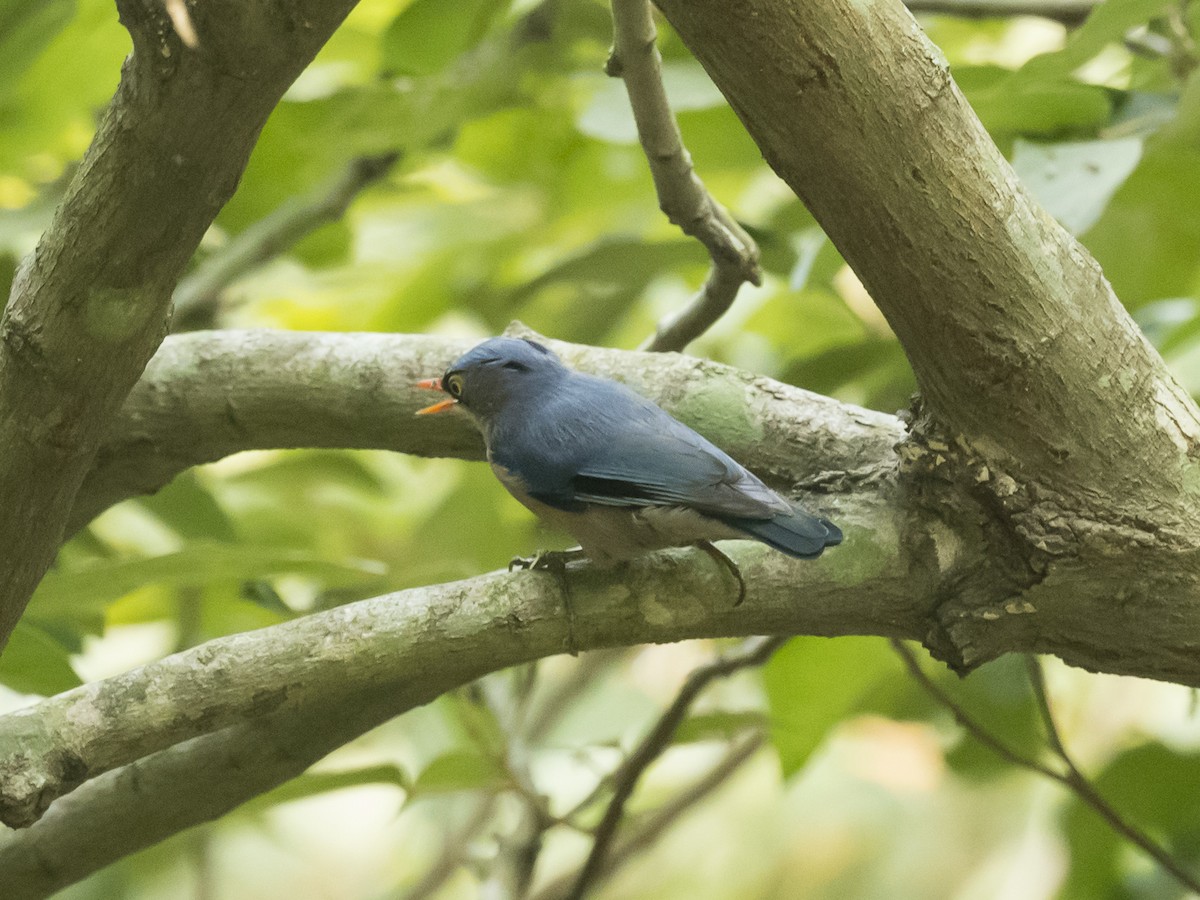 Velvet-fronted Nuthatch - ML187115511