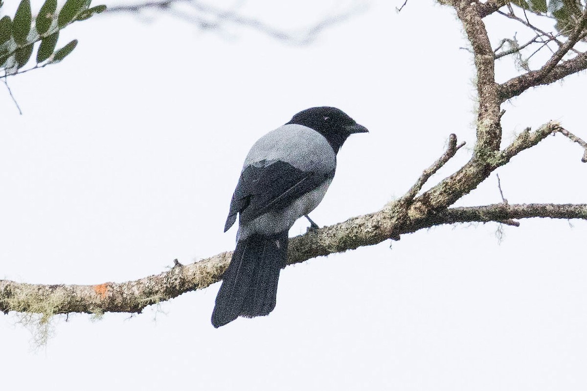 Hooded Cuckooshrike - Eric VanderWerf