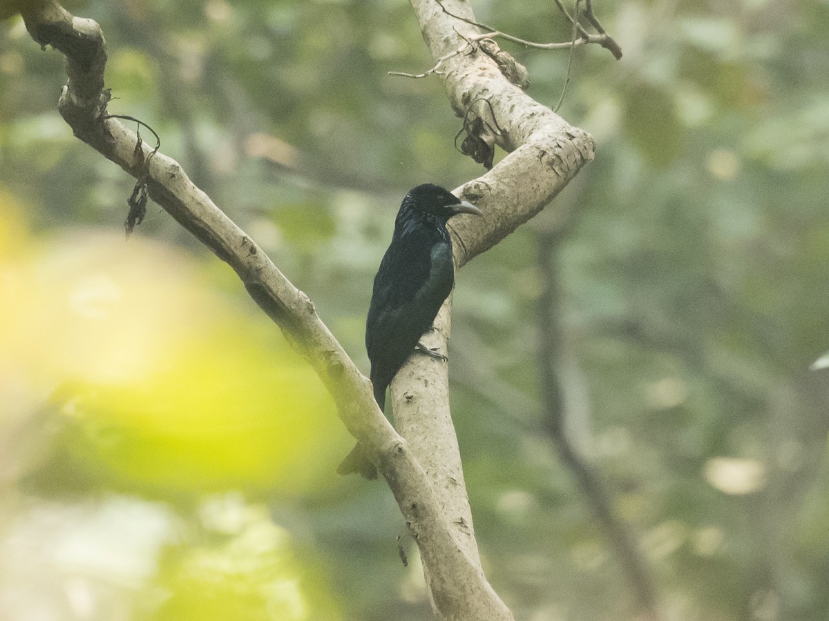 Hair-crested Drongo - Subhadra Devi