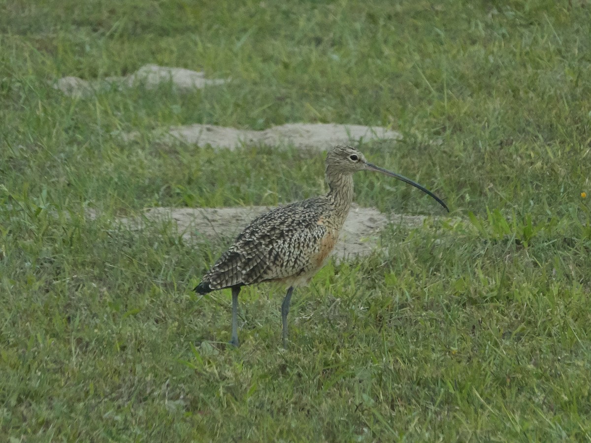 Long-billed Curlew - ML187115901