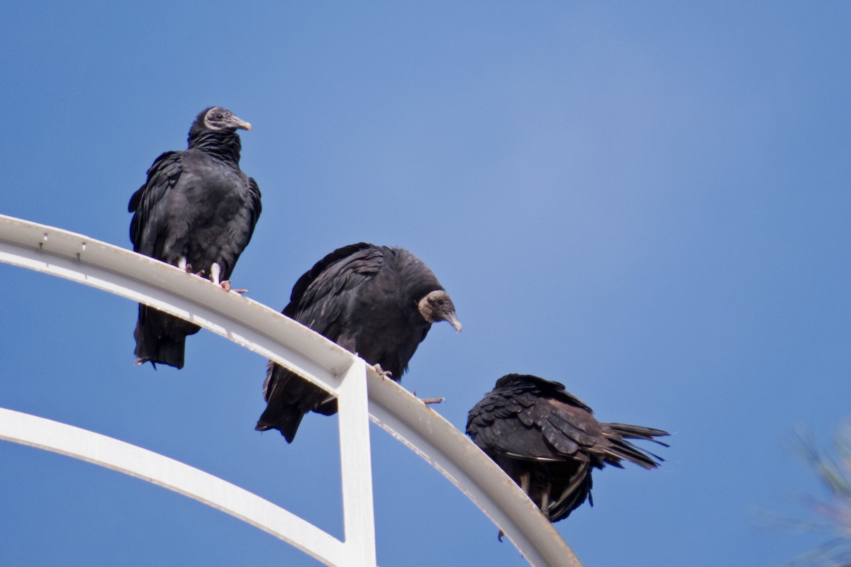 Black Vulture - ML187115961