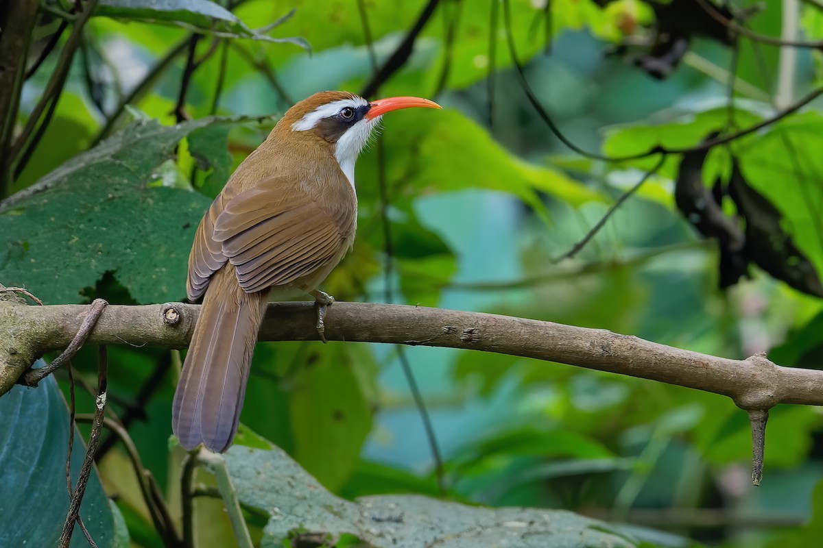 Red-billed Scimitar-Babbler - ML187116401