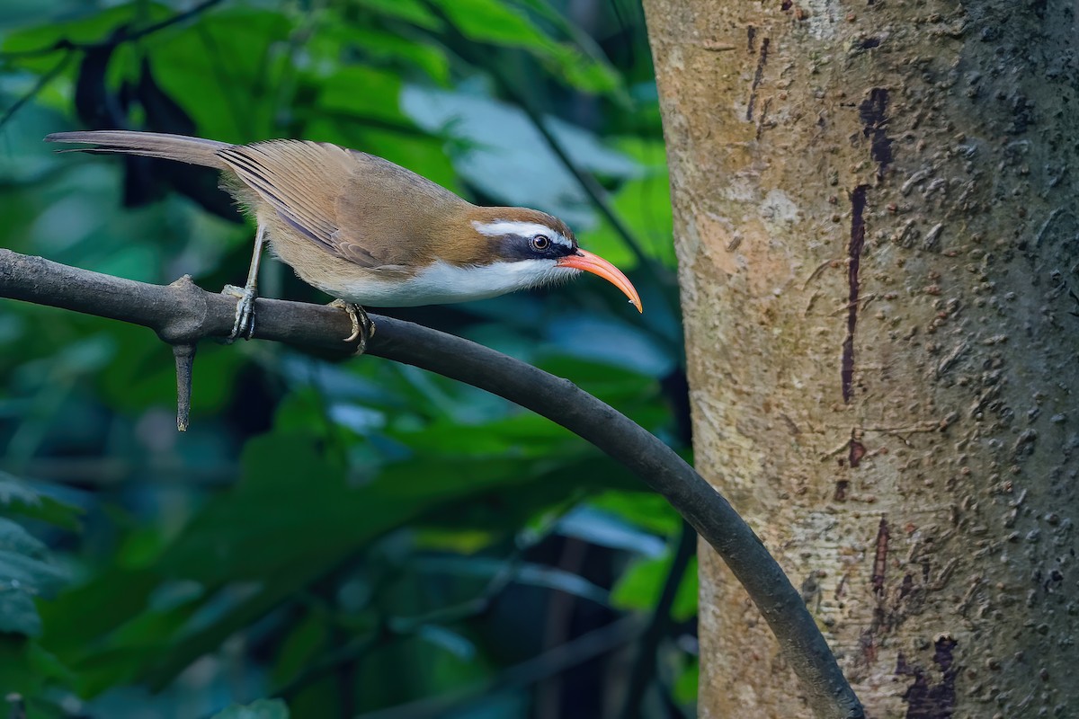 Red-billed Scimitar-Babbler - Vincent Wang