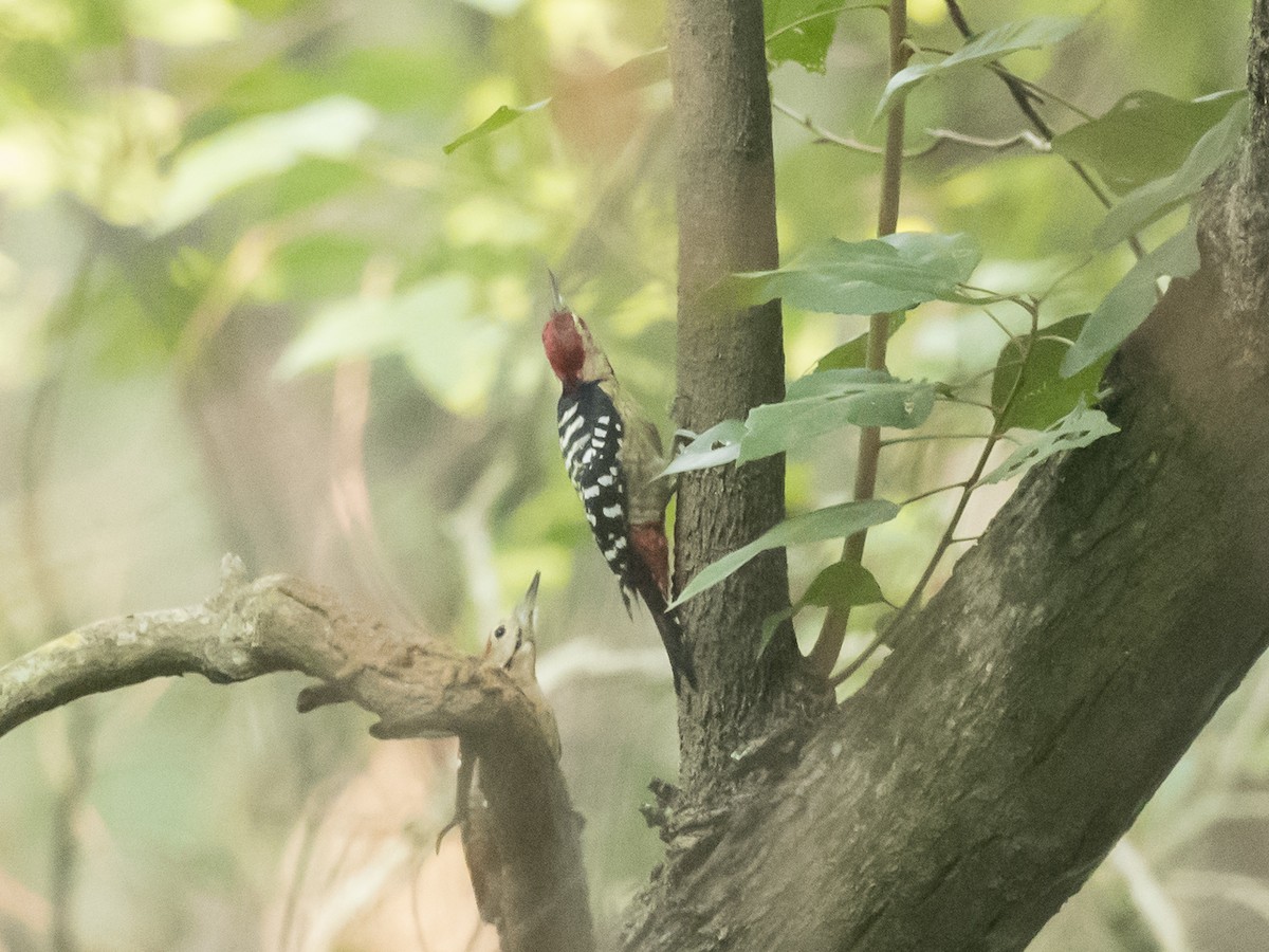 Fulvous-breasted Woodpecker - Subhadra Devi